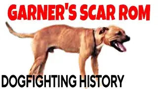Dog Fighting HISTORY - Garner&rsquo;s Scar ROM #gamedogs #buldogue #apbt