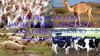 LECTURE 48 ZOOLOGY CHAPTER 8 ANIMAL PRODUCTION CLASS 1 INTRODUCTION TO ANIMAL PRODUCTION 🐄🐑🐐🐖🐔🧀🥚🥩🥛🐟