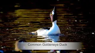 COMON GOLDENEYE DUCK 