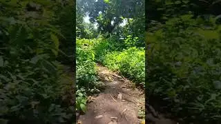 Temple Run - Konkan Edition 🌴 #pov #konkan #jungle #running