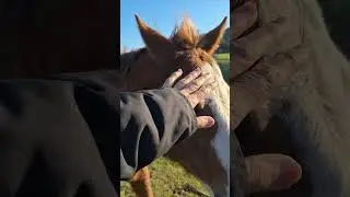 Frolicking with rescue animals!