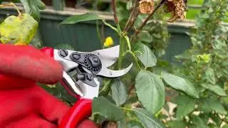 Spear & Jackson 6459BS Razorsharp Bypass Left-Handed Secateurs 8 &frac12;&rdquo; (213mm) | Screwfix