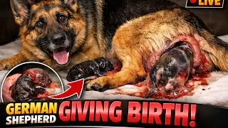Germen shepord female dog give birth two baby dog | please subscribe 🔔 if you are new hair 