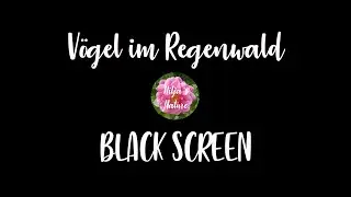 Vogelgesang im Dschungel Regenwaldgeräusche Geräusche im Regenwald birdsong rainforest jungle sounds