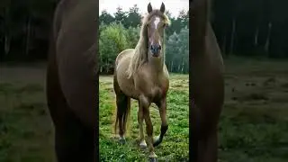 Horse That Steals the Show #trending #trendingshorts #horse #viralshorts