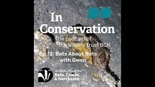 Episode 12: Bats About Bats with Gwen