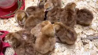 Chicken chicks chirping (Rhode Island reds)
