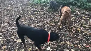 Dog Days of Coventry