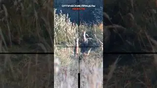 Оптический прицел для охоты Mewlite