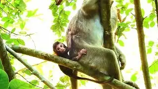 Very Terrifying, Casi leave poor baby calvin, Pitiful adopted baby cry call Casi near fall.
