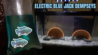 Getting TWO ELECTRIC BLUE JACK DEMPSEYS