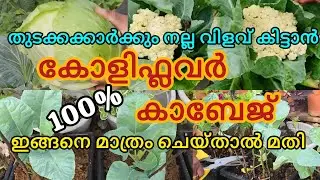 Cabbage/Cauliflower വിത്തിൽ നിന്നും എളുപ്പത്തിൽ എങ്ങനെ വീട്ടിൽ വളർത്താം| വളപ്രയോഗങ്ങൾ #tips #home 