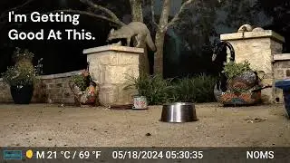 Gray Fox With Clipped Ear, Mindful & Observant & Eating. May 18 2024