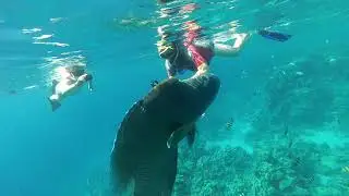 Рыба &ndash; Наполеон  в бухте Sharks bay. The Napoleon fish.  Sharm-El-Sheikh. Red sea. Egypt. Snorkeling