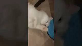 Маруся - нежный комочек облачка #angoracat #cat #белаякошка #кошечка #маруся #ангора #angoramarusya