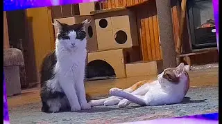 #709 Flora and Venus 😺 Funny kitties