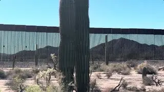 🌵Saguaro of the Day🌵: 