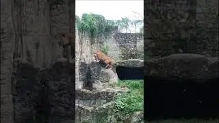 Sentral Zoo - Kathmandu, Nepal 🔥 #sentral_Zoo_Jawalakhel