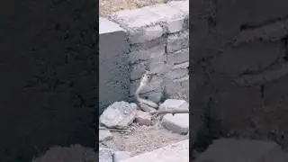 Beautiful Little Snake 🐍🐍#snake #snakevideo #snakelife #viralvideo #ytshorts
