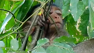 Prolong Tired Deep Sleeping Alba Stay Behind Mum Anna Waiting Anna Groom | Alba No Power To Walk
