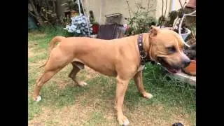Kong extreme ball