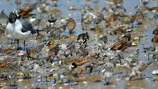 Red Knots and other Shore Birds Feeding on Horseshoe Crabs Fortescue New Jersey