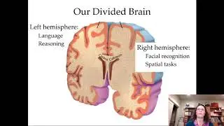 Introductory Psychology Biology of Mind and Consciousness:  Brain plasticity