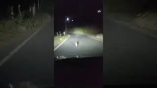 Rabbit running very fast 🐇 night Safari near my home #rabbit #bunny ##khargosh  #chakwa #urbanlegend