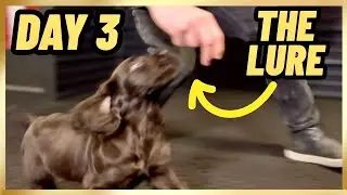 Вступление к LURE! Тренировка моего нового щенка. День 3.
