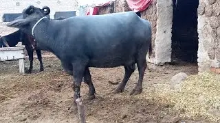 Watch pure neeli Ravi buffalo for sale in Punjab Pakistan on YouTube Altaf buffaloTV 03015437908