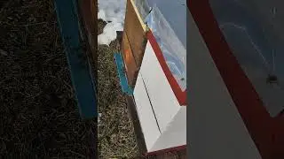 16.01.2026 , 14 C  , TUZLA - POZARNICA - ROJEVI iz prosle godine -situacija