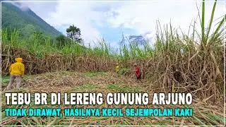 Tebu BR di Lereng Gunung Arjuno  Tidak Dirawat, Hasilnya Kecil Sejempolan Kaki