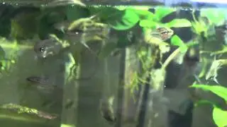 croaking gourami