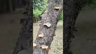 Scarlet Bracket Fungus in the Wild | Pycnoporus coccineus or sanguineus Identification
