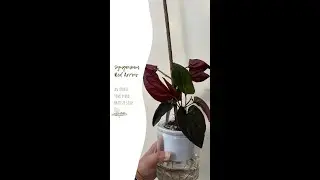 Syngonium Red Growth Arrow Update | Semi-Hydro Setup & Kratiste Support Stick