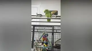 #funnyanimals #parrot #birds #birdsofttiktok #funny #cute 