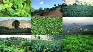 Tee-Ernte und Produktion in Doi Mae Salong, Nordthailand