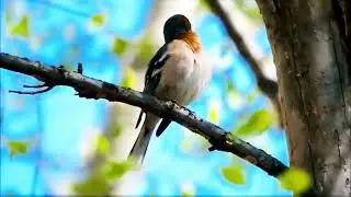 Song of the Common Chaffinch: Nature&rsquo;s Whistling Virtuoso