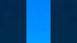 Jackdaw Flock Evading Common Buzzard #birds #avian #nature