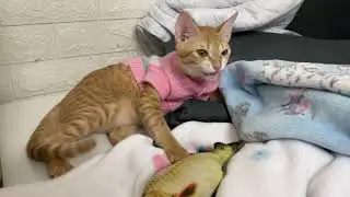 My little orange kitten is wagging its tail so cutely.