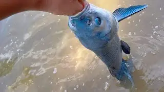 钓鱼位置很重要，今天这个位置可以，还能钓上青鱼，小伙脸皮够厚