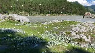 Black-veined white butterflies in Altai, Siberia, Russia