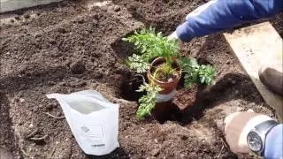Giant Veg: Planting out the Giant Carrots with Kevin Fortey