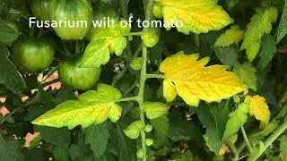 Identification of Verticillium Wilt of Tomato