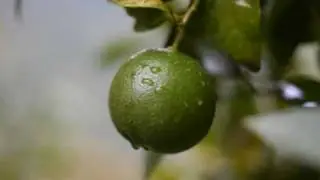 BAŞTIMAR'I ARARIM