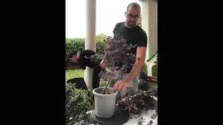 From Bush to PreBonsai