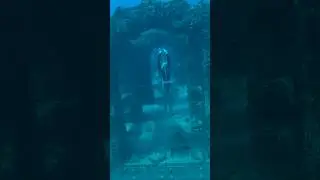 This is Neptune Memorial Reef, an underwater cemetery&hellip; If you wanna see more follow me 🧜🏻&zwj;♀️