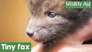 GoPro: Cute baby fox saved from garden netting!