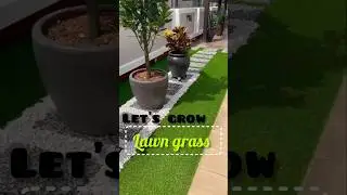 Lawn Grass Seed #review #shorts #lawn #grass #flipkart #amazonhaul #haul #onlineshopping #grassseed