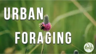 Urban Foraging
